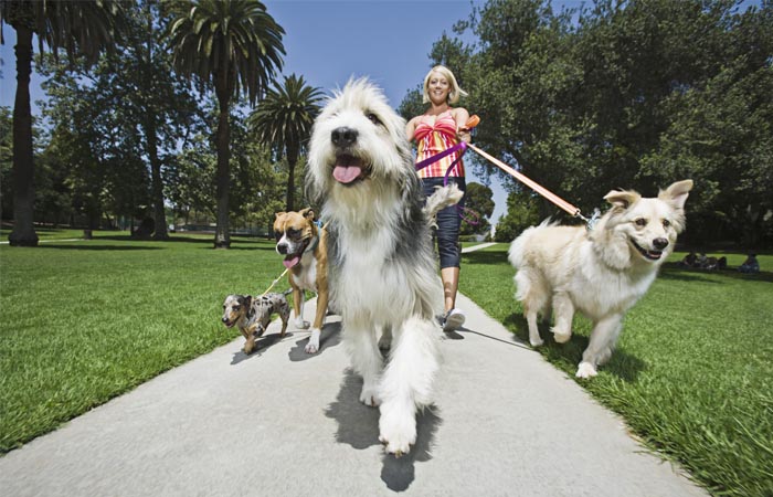 chăm sóc thú cưng bằng cách cho đi dạo