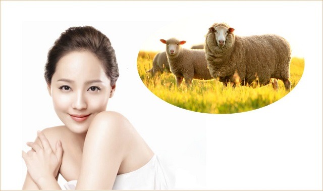 Serum nhau thai cừu