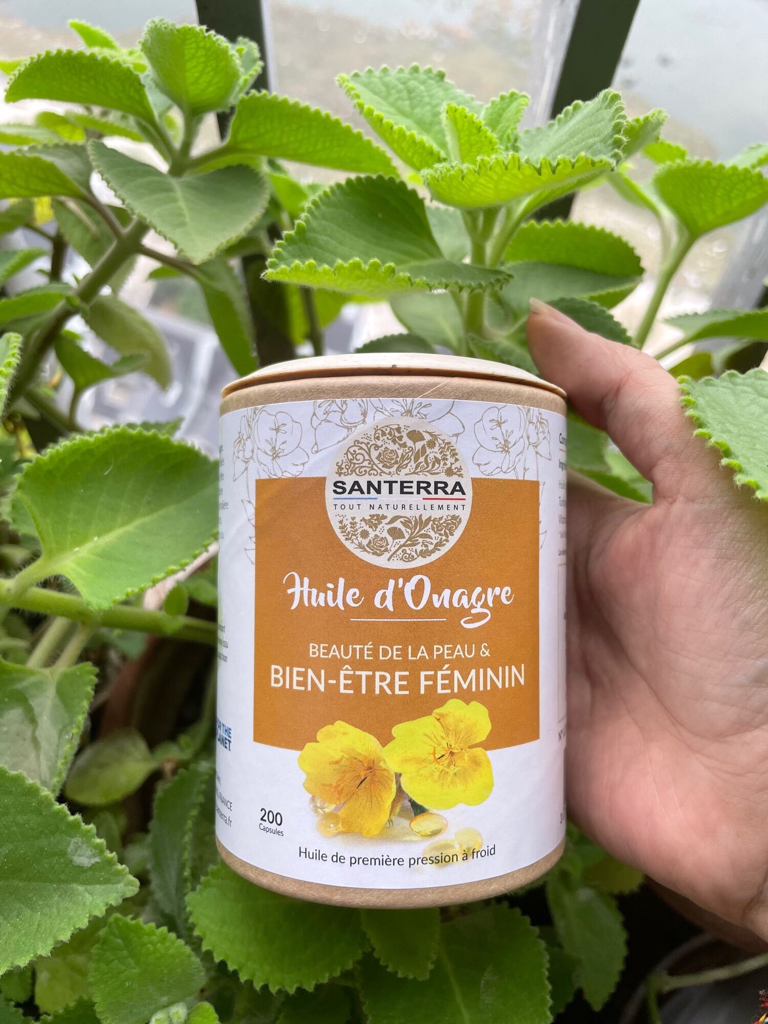 Tinh dầu hoa anh thảo Pháp