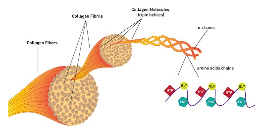collagen là gì