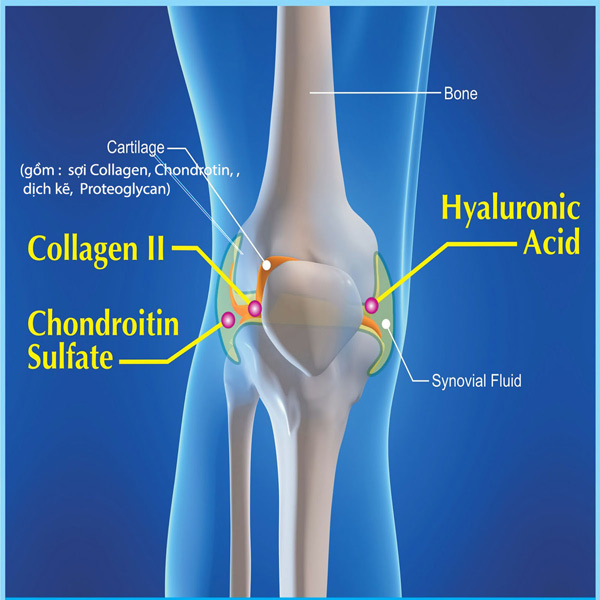 tác dụng của Collagen