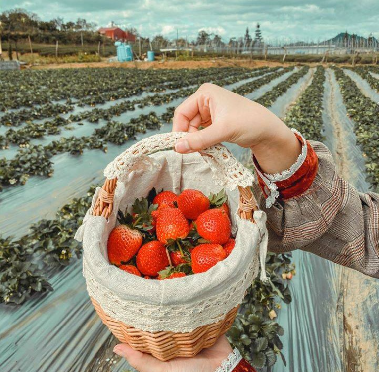 du lịch Mộc Châu